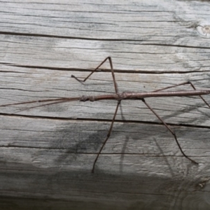 Ctenomorpha marginipennis at Bimberi, ACT - 13 Dec 2015 03:29 PM