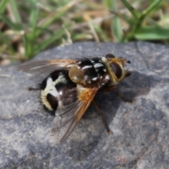 Microtropesa sp. (genus) (Tachinid fly) at Cotter River, ACT - 13 Dec 2015 by HarveyPerkins