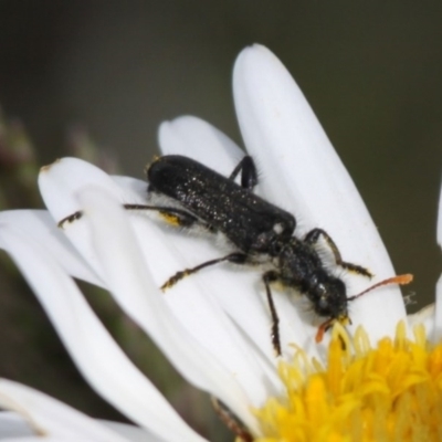 Eleale simplex (Clerid beetle) at Cotter River, ACT - 13 Dec 2015 by HarveyPerkins