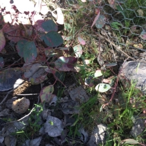 Chelodina longicollis at Gungahlin, ACT - 16 Nov 2016