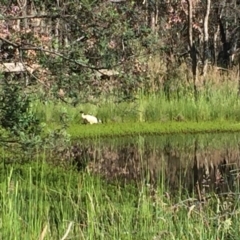 Threskiornis molucca (Australian White Ibis) at Gungahlin, ACT - 16 Nov 2016 by JasonC