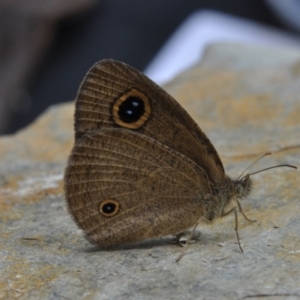 Ypthima arctous at Barragga Bay, NSW - 12 Nov 2016 08:00 AM