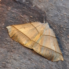 Systatica xanthastis (Golden Xanthastis) at Barragga Bay, NSW - 11 Nov 2016 by steve.williams@ecodev.vic.gov.au