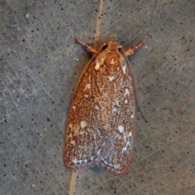 Euchaetis metallota (Wingia group) at Barragga Bay, NSW - 12 Nov 2016 by steve.williams@ecodev.vic.gov.au