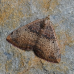 Chrysolarentia mecynata (Mecynata Carpet Moth) at Barragga Bay, NSW - 11 Nov 2016 by steve.williams@ecodev.vic.gov.au