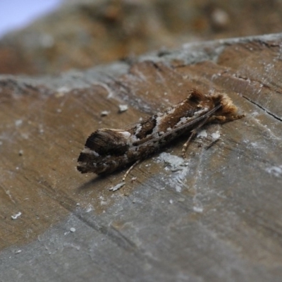 Moerarchis inconcisella (A tineid moth) at Barragga Bay, NSW - 12 Nov 2016 by steve.williams@ecodev.vic.gov.au