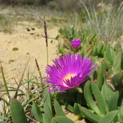 Carpobrotus glaucescens (Pigface) at Four Winds Bioblitz Reference Sites - 11 Nov 2016 by DaveMaynard