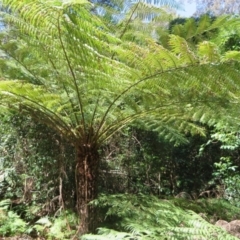 Cyathea australis subsp. australis (Rough Tree Fern) at Murrah Flora Reserve - 12 Nov 2016 by DaveMaynard