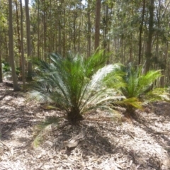 Macrozamia communis (Burrawang) at Four Winds Bioblitz Reference Sites - 11 Nov 2016 by DaveMaynard