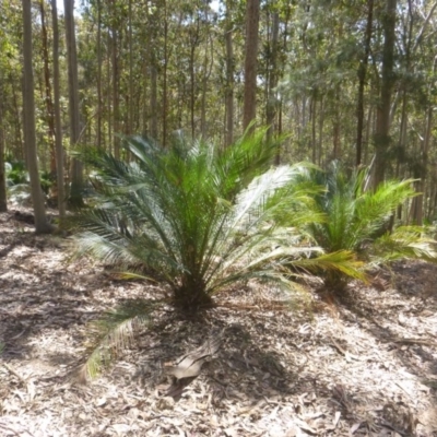 Macrozamia communis (Burrawang) at Four Winds Bioblitz Reference Sites - 11 Nov 2016 by DaveMaynard