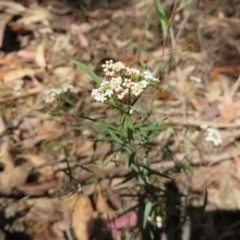 Platysace lanceolata (Shrubby Platysace) at Murrah Flora Reserve - 12 Nov 2016 by DaveMaynard