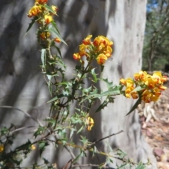 Podolobium ilicifolium (prickly shaggy-pea) at Murrah Flora Reserve - 12 Nov 2016 by DaveMaynard