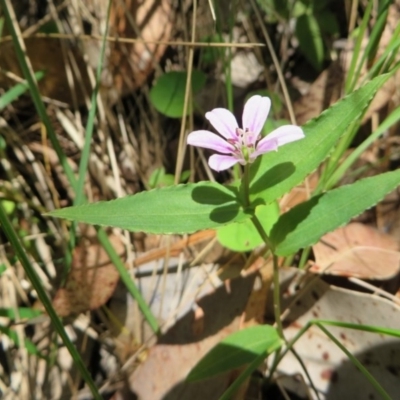 Schelhammera undulata (Lilac Lily) at Four Winds Bioblitz Reference Sites - 12 Nov 2016 by DaveMaynard