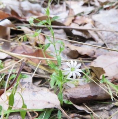 Stellaria flaccida (Forest Starwort) at Four Winds Bioblitz Reference Sites - 11 Nov 2016 by DaveMaynard