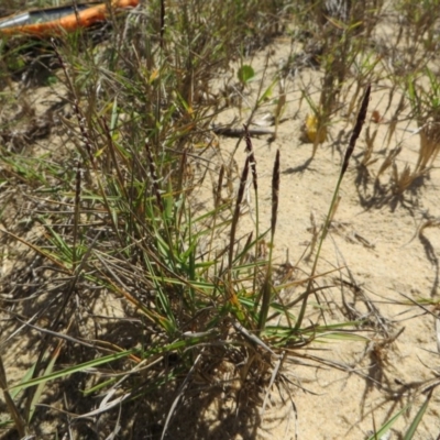 Zoysia macrantha (Prickly Couch) at Four Winds Bioblitz Reference Sites - 11 Nov 2016 by DaveMaynard