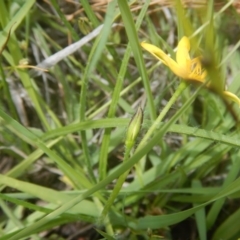 Hypoxis hygrometrica var. villosisepala (Golden Weather-grass) at Farrer Ridge - 15 Nov 2016 by MichaelMulvaney