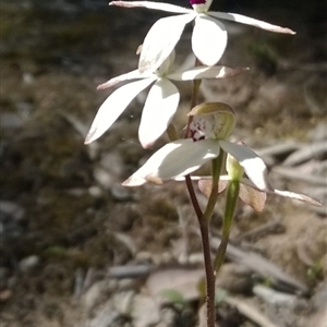 Caladenia cucullata at Point 16 - suppressed