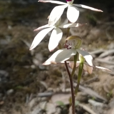Caladenia cucullata (Lemon Caps) at Point 16 - 31 Oct 2016 by PeterR