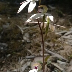 Caladenia cucullata at Point 16 - suppressed