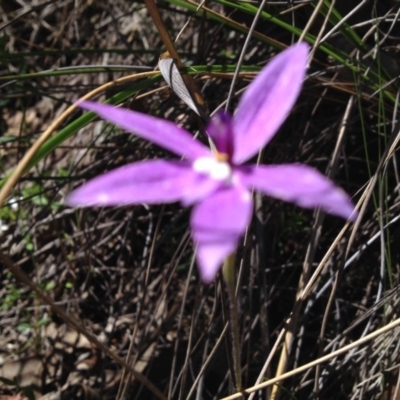Glossodia major (Wax Lip Orchid) at Point 16 - 31 Oct 2016 by PeterR