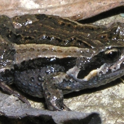 Crinia signifera (Common Eastern Froglet) at Gungahlin, ACT - 4 Oct 2011 by MatthewFrawley