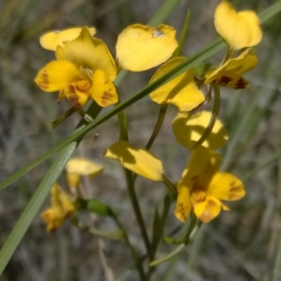 Diuris nigromontana (Black Mountain Leopard Orchid) at Point 16 - 31 Oct 2016 by MichaelMulvaney