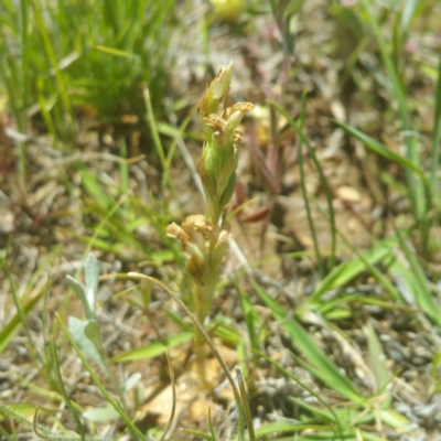 Hymenochilus sp. (A Greenhood Orchid) at Hume, ACT - 16 Nov 2016 by RichardMilner