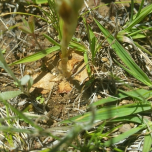 Hymenochilus sp. at Hume, ACT - suppressed