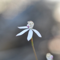 Caladenia moschata (Musky Caps) at Point 88 - 11 Nov 2016 by NickWilson