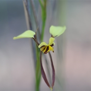 Diuris sulphurea at Point 5810 - suppressed