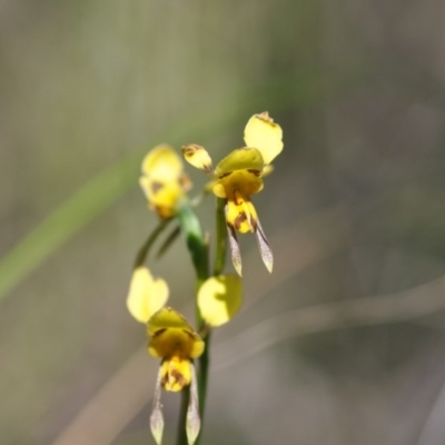 Diuris sulphurea (Tiger Orchid) at Bruce, ACT - 10 Nov 2016 by NickWilson