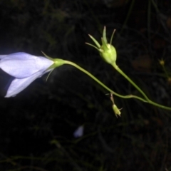 Wahlenbergia planiflora at Majura, ACT - 16 Nov 2016 by SilkeSma
