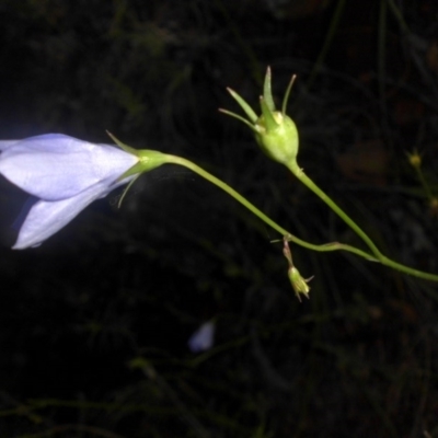 Wahlenbergia planiflora at Majura, ACT - 15 Nov 2016 by SilkeSma