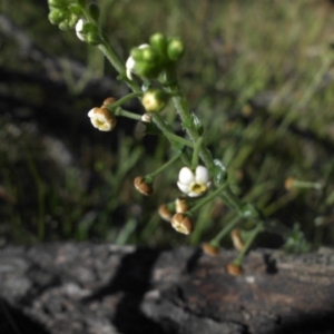 Hackelia suaveolens at Majura, ACT - 16 Nov 2016 08:26 AM