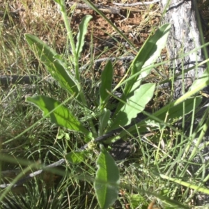 Hackelia suaveolens at Majura, ACT - 16 Nov 2016