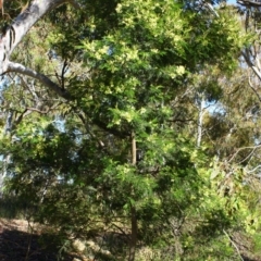 Acacia mearnsii (Black Wattle) at Yarralumla, ACT - 16 Nov 2016 by Ratcliffe