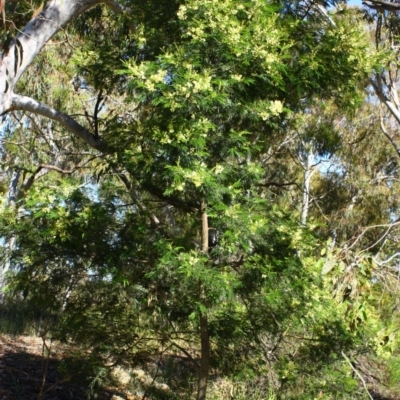 Acacia mearnsii (Black Wattle) at Yarralumla, ACT - 16 Nov 2016 by Ratcliffe