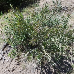 Bossiaea grayi at Paddys River, ACT - 12 Nov 2016