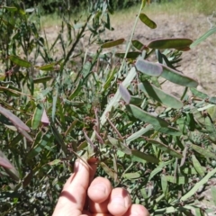 Bossiaea grayi at Paddys River, ACT - 12 Nov 2016