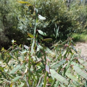 Bossiaea grayi at Paddys River, ACT - suppressed