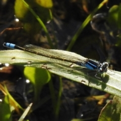 Ischnura heterosticta (Common Bluetail Damselfly) at Coombs, ACT - 15 Nov 2016 by JohnBundock