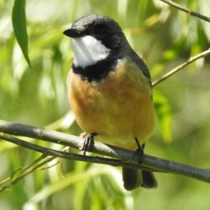 Pachycephala rufiventris at Molonglo River Reserve - 15 Nov 2016