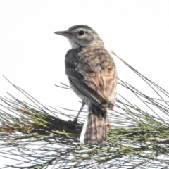 Anthus australis (Australian Pipit) at Coombs Ponds - 14 Nov 2016 by JohnBundock