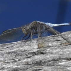 Orthetrum caledonicum (Blue Skimmer) at Forde, ACT - 15 Nov 2016 by JohnBundock