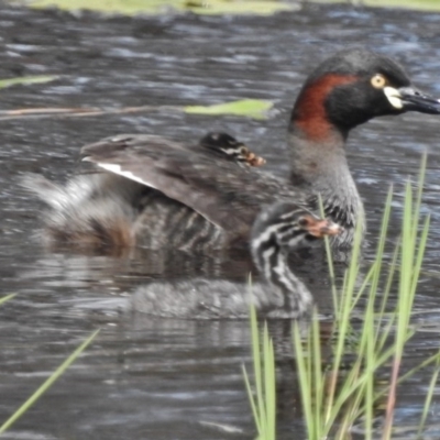 Tachybaptus novaehollandiae (Australasian Grebe) at Forde, ACT - 15 Nov 2016 by JohnBundock