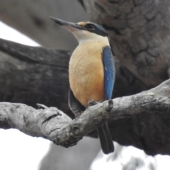 Todiramphus sanctus (Sacred Kingfisher) at Gungahlin, ACT - 15 Nov 2016 by JohnBundock