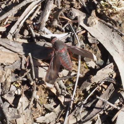 Comptosia stria (A bee fly) at Canberra Central, ACT - 15 Nov 2016 by David