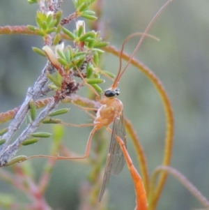 Netelia sp. (genus) at Tennent, ACT - 17 Jan 2015 08:10 PM