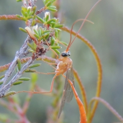 Netelia sp. (genus) (An Ichneumon wasp) at Tennent, ACT - 17 Jan 2015 by MichaelBedingfield