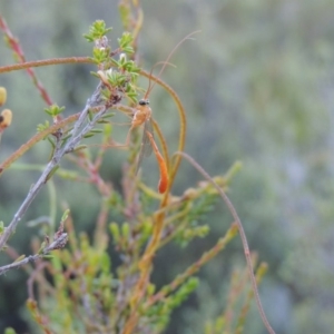 Netelia sp. (genus) at Tennent, ACT - 17 Jan 2015